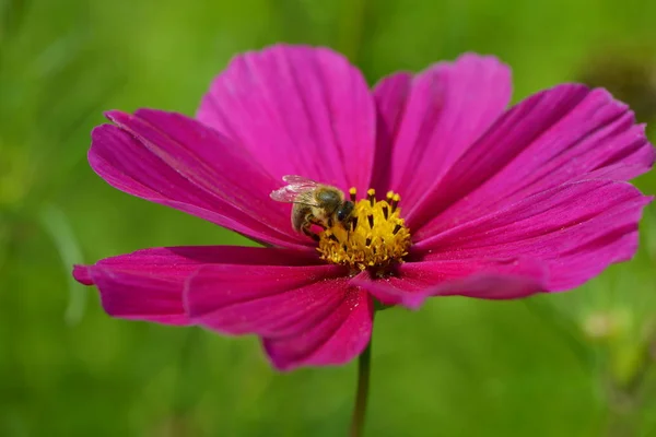 Bloei Bloemen Bloemen Bloemen Achtergrond — Stockfoto