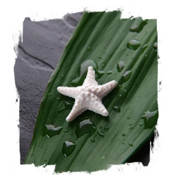 Starfish Planta Verde — Fotografia de Stock