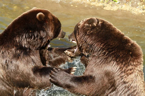 Wildszene Schöne Natur — Stockfoto