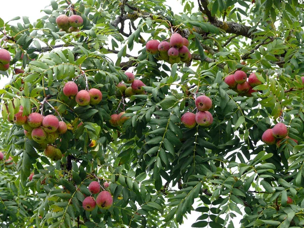 Speierling Für Cider — Stockfoto