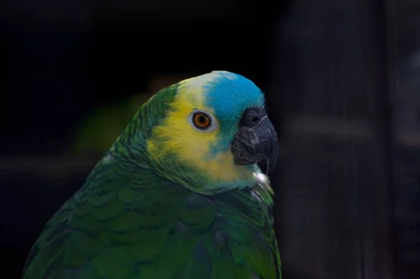 Malebný Pohled Krásné Papouška Pták Přírodě — Stock fotografie