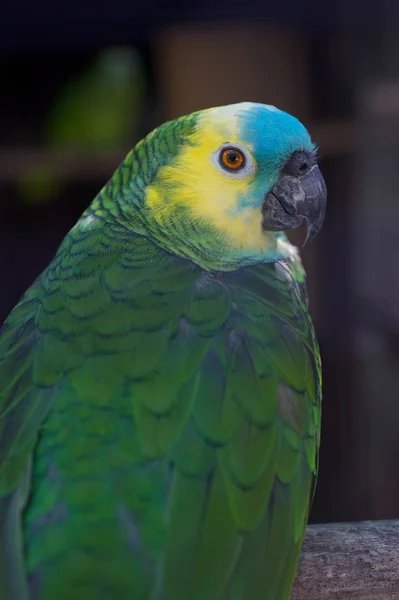 Schilderachtig Uitzicht Prachtige Parkiet Vogel Natuur — Stockfoto