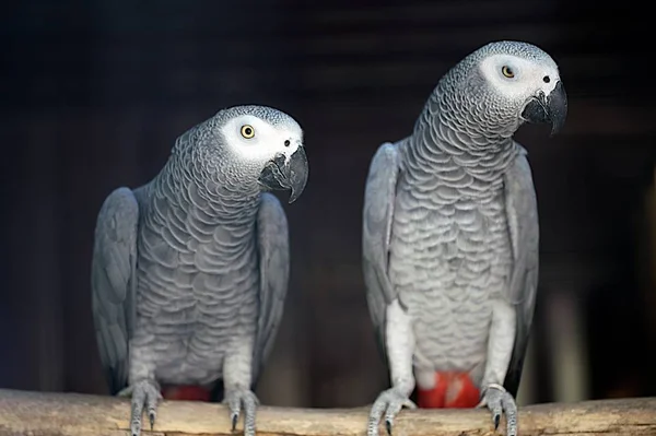 Vista Panorámica Hermoso Pájaro Loro —  Fotos de Stock