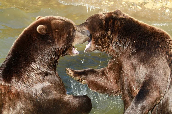 Animales Diferentes Enfoque Selectivo — Foto de Stock