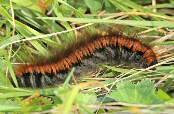 Rups Van Bramenspinner Macrothylacia Rubi — Stockfoto