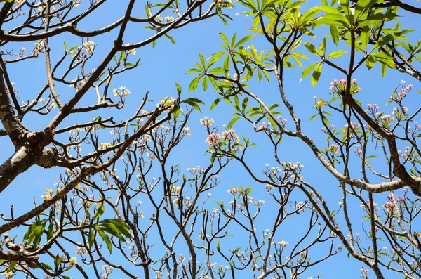 Δέντρα Frangipani Plumeria Ανθίζουν Καλοκαίρι Στην Ταϊλάνδη — Φωτογραφία Αρχείου