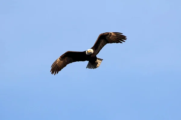 Adult Bald Eagle Haliaeetus Leucocephalus Flygning Mot Blå Himmel — Stockfoto