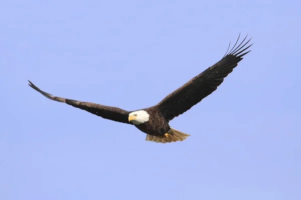 Adult Bald Eagle Haliaeetus Leucocephalus Flygning Mot Blå Himmel — Stockfoto
