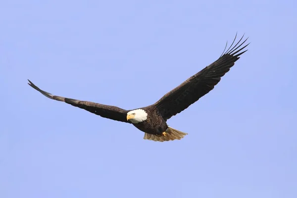 Yetişkin Kel Kartal Haliaeetus Leucocephalus Mavi Gökyüzüne Karşı Uçuyor — Stok fotoğraf