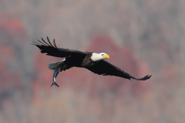 Águila Calva Adulta Haliaeetus Leucocephalus Que Lleva Pez Vuelo — Foto de Stock