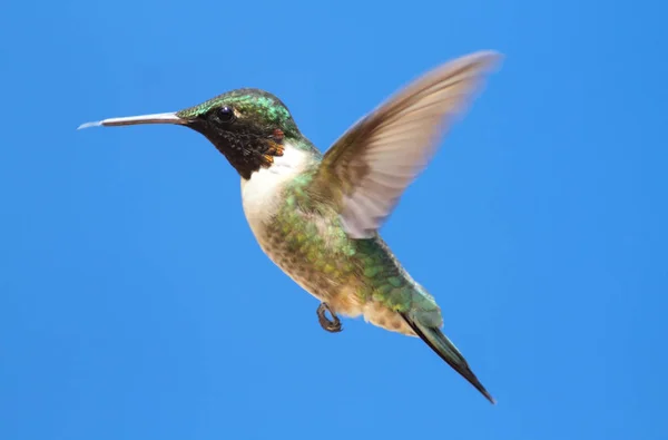 Vacker Utsikt Över Vackra Kolibri — Stockfoto