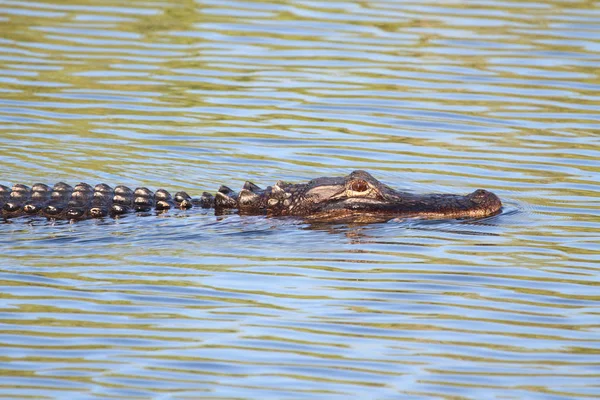 Crocodilos Jacaré Vida Selvagem Predador Réptil Perigoso — Fotografia de Stock