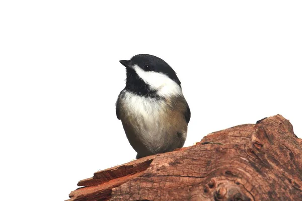 Schwarzkopf Chickadee Poecile Atricapilla Auf Einem Baumstumpf Isoliert Auf Weißem — Stockfoto