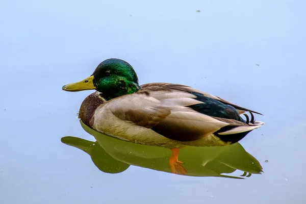 Vue Panoramique Bel Oiseau Nature — Photo