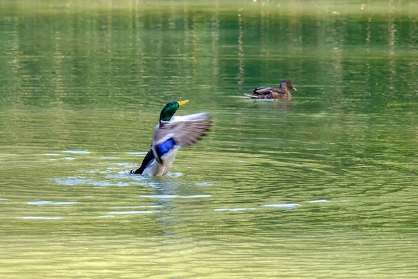 Schilderachtig Uitzicht Prachtige Vogel Natuur — Stockfoto