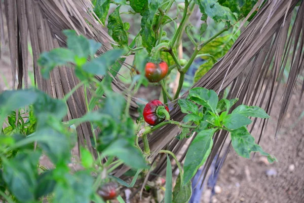Lantbruksträdgårdsväxter Odling Paprika — Stockfoto