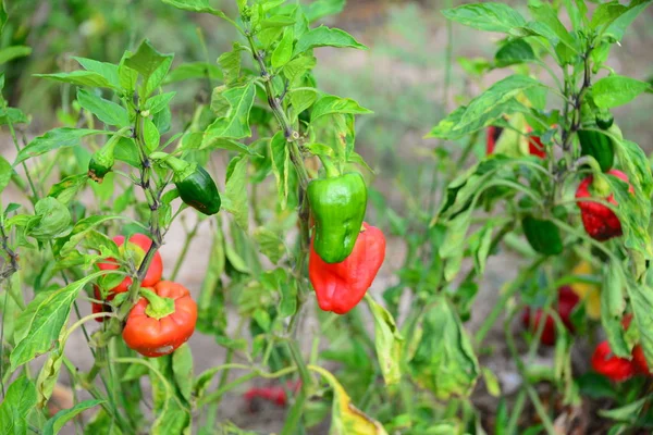 Agriculture Des Plantes Jardin Culture Paprika — Photo