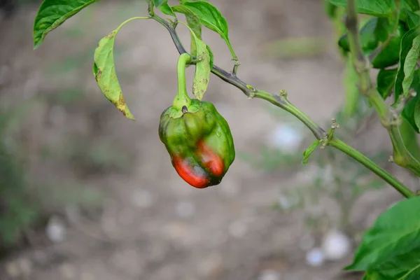 Zemědělské Zahradní Rostliny Pěstování Papriky — Stock fotografie