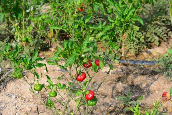 Agricultura Plantas Jardín Cultivo Pimentón — Foto de Stock