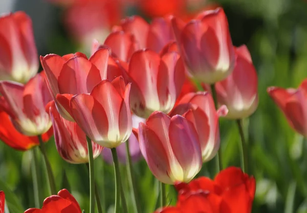Hermosas Flores Tulipanes Flora Primavera — Foto de Stock