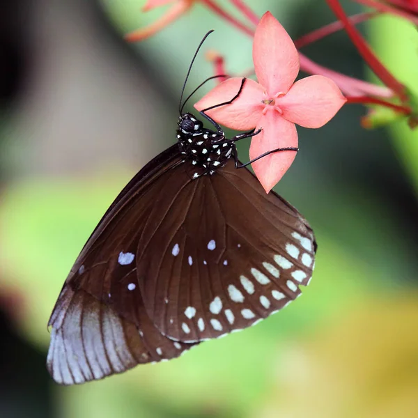 Олеандр Метелик Рожевій Квітці — стокове фото
