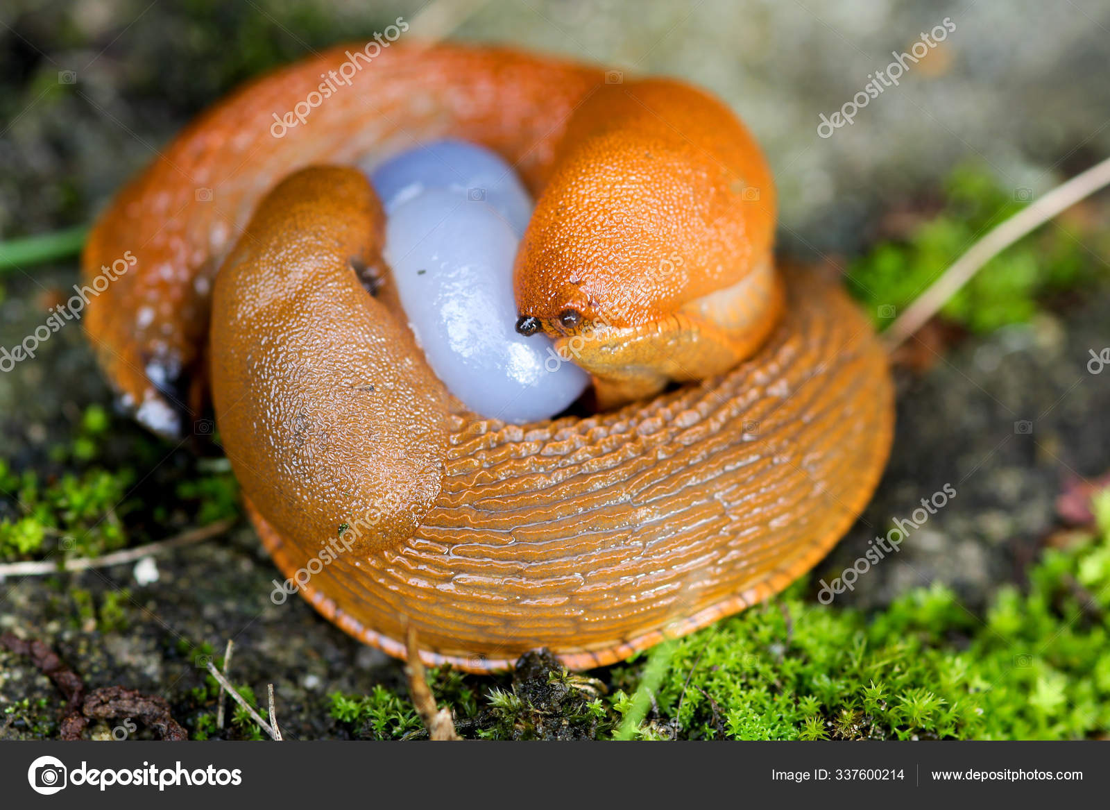111 Banana Slug Stock Photos Images Download Banana Slug Pictures On Depositphotos 111 Banana Slug Stock Photos Images Download Banana Slug Pictures On Depositphotos