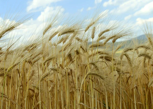 Grain Field Morbach Heinzerath Hunsrck — Stock fotografie