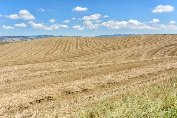 Άποψη Του Cornfield Έννοια Της Γεωργίας — Φωτογραφία Αρχείου