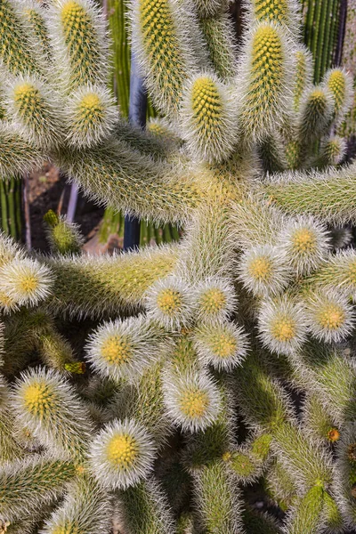 Тропічна Рослина Кактусова Ботанічна Флора — стокове фото