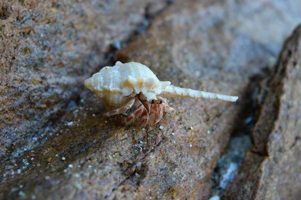 Close Van Een Insect Wilde Natuur — Stockfoto