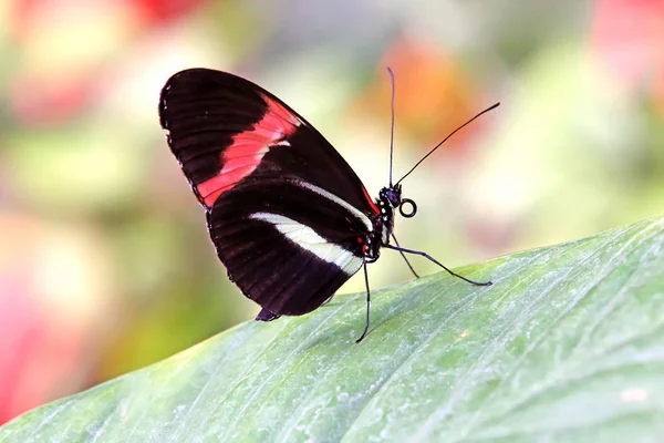 Postbode Vlinder Heliconius Melpomene — Stockfoto