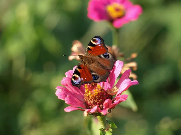 Güzel Renkli Kelebeğin Yakın Görüntüsü — Stok fotoğraf