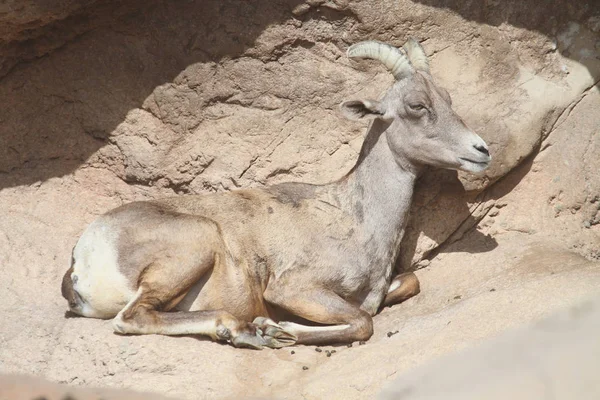 Vrouwelijke Bighorn Schapen Ovis Canadensis Een Rotsachtige Klif — Stockfoto