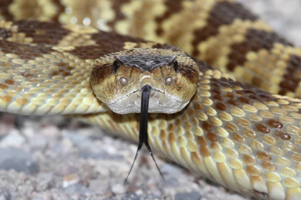 Serpente Sonagli Animale Serpente Velenoso — Foto Stock