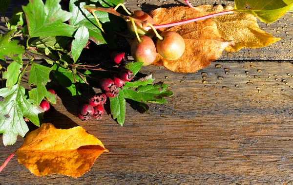 Colorful Autumn Leaves Wooden Background — Stock Photo, Image