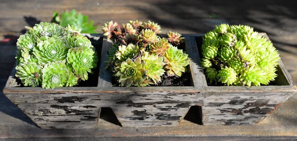 Plantas Verdes Frescas Jardín — Foto de Stock