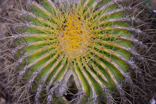 Cactus Plant Tropical Flora — Stock Photo, Image