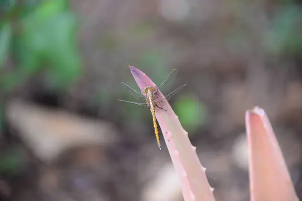 Dragonfly Insect Small Bug Wings Nature — Stock Photo, Image