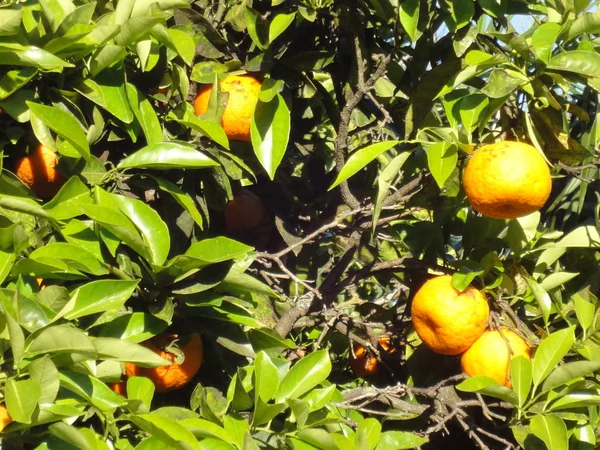 Mandarinen Auf Dem Baum — Stockfoto