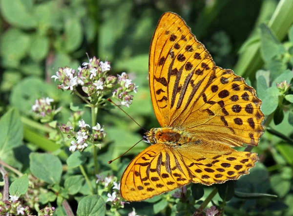 Close Revestimento Imperial Argynnis Paphia — Fotografia de Stock