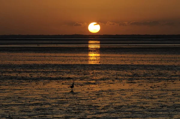 Закат Ватт Солнце Вечер Море Северное Море Вечер Вечернее Небо — стоковое фото