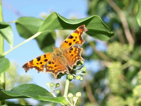 Close Borboleta Habitat Conceito Selvageria — Fotografia de Stock