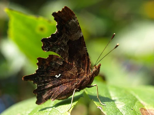 Närbild Exotiska Vackra Vackla — Stockfoto