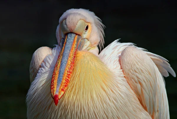 Scenic View Pelican Bird Wild Life — Stock Photo, Image