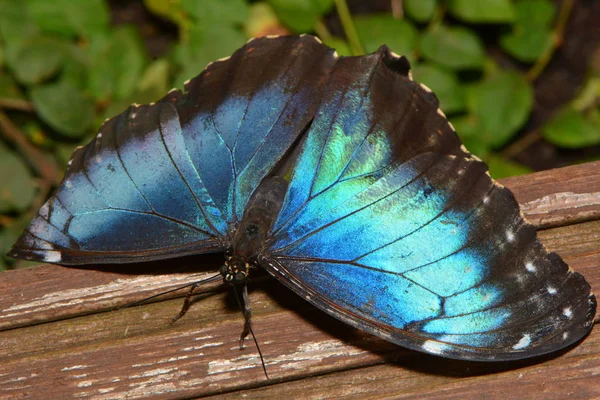 Primo Piano Della Farfalla Habitat Concetto Natura Selvaggia — Foto Stock