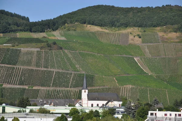 Winnice Longuich Moselle Weinberg Kościół Wieża Kościelna Uprawa Winorośli Winiarnia — Zdjęcie stockowe