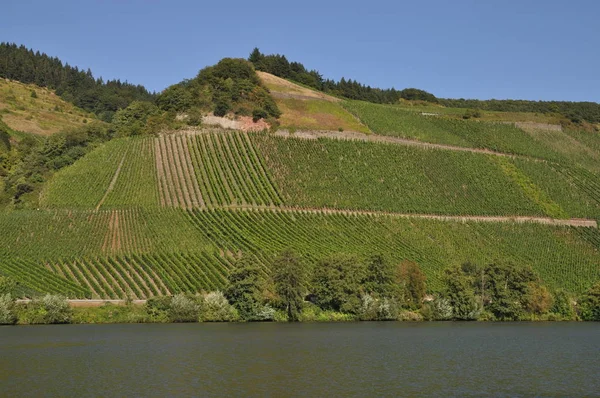 Vinhas Longuich Mosel Vinha Vinha Viticultura Renânia Rio Local Íngreme — Fotografia de Stock