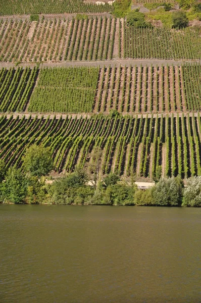 Weinberge Longuich Mosel Weinberg Weinbau Weinbau Rheinland Pfalz Fluss Steil — Stockfoto