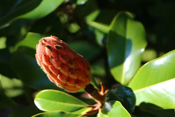 Schöne Botanische Aufnahme Natürliche Tapete — Stockfoto