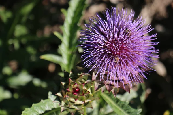 Flor Cardo Con Abeja — Foto de Stock